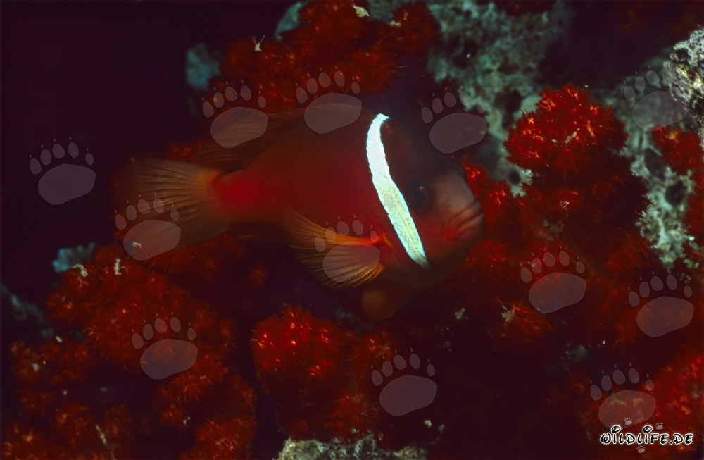 Red and Black Anemonefish – Captivating Variation in Beqa Lagoon, Fiji