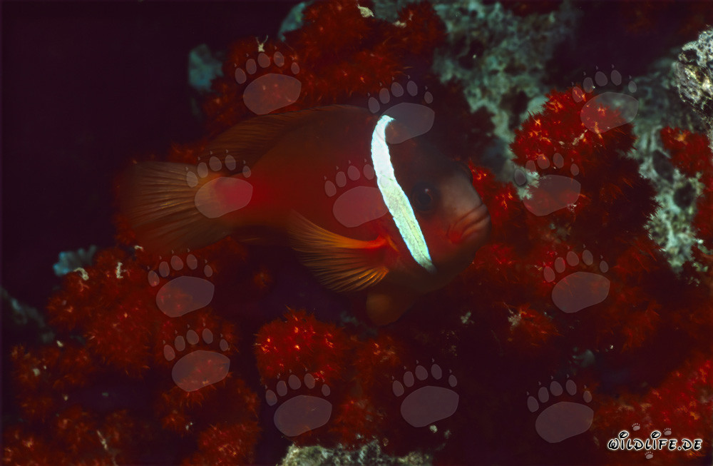 Rotmeer-Anemonenfisch