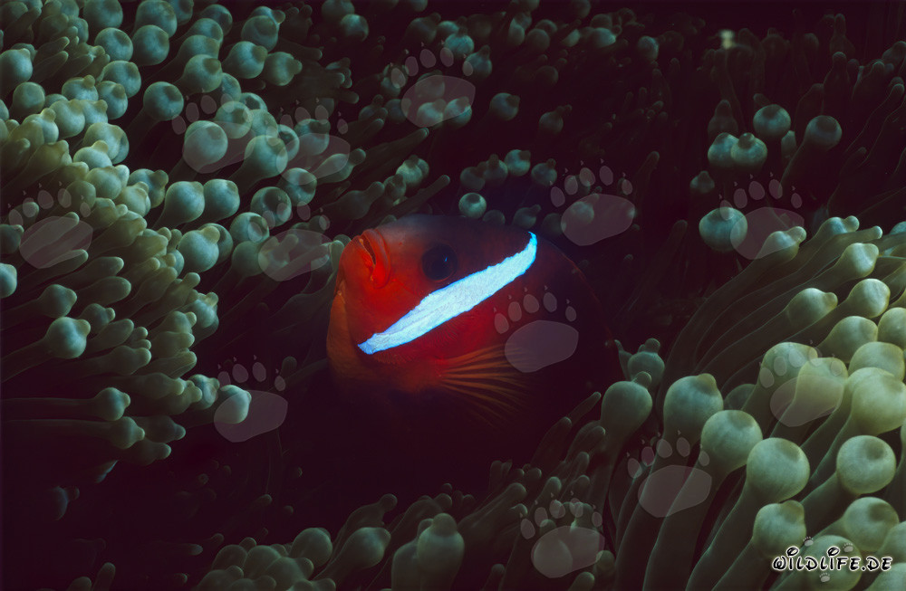 Red and Black Anemonfish – Variation in Beqa Lagoon, Fiji