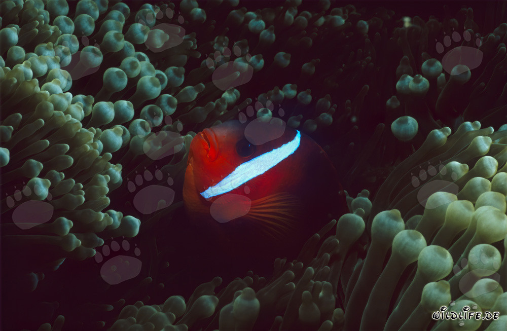 Rotmeer-Anemonenfisch