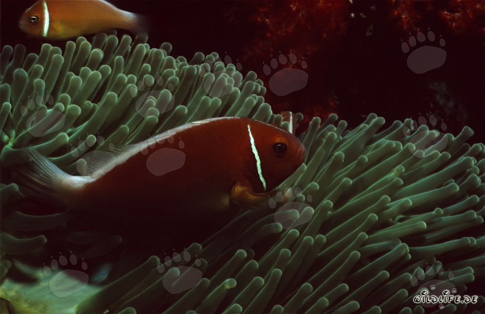 Rotmeer-Anemonenfisch
