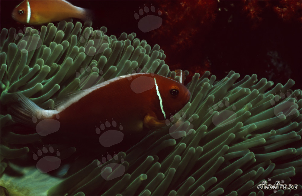 Affascinante pesce pagliaccio collare nella laguna di Beqa, Figi