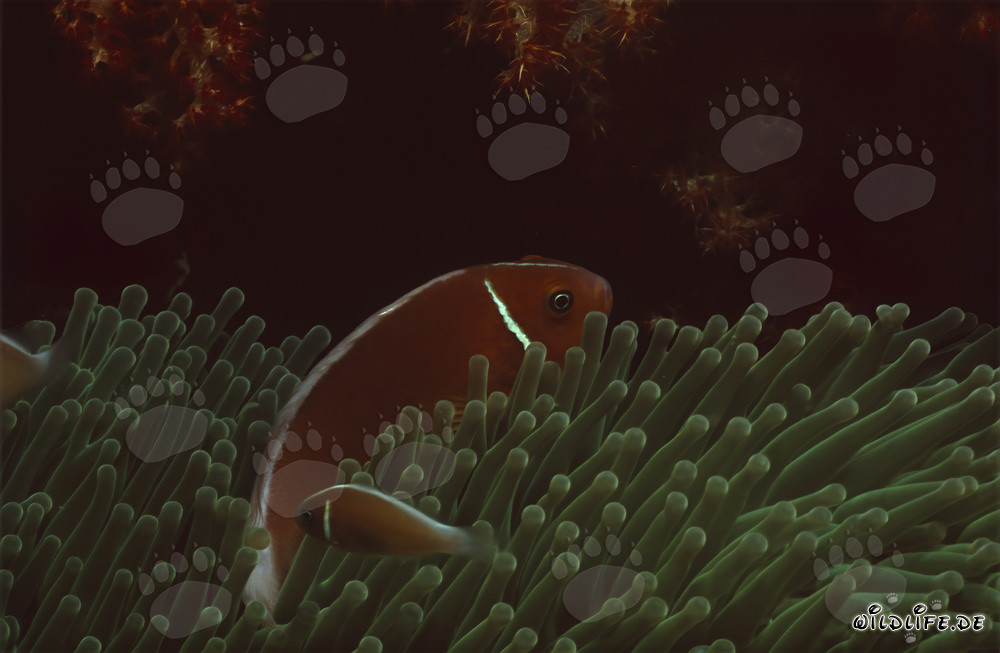 Rotmeer-Anemonenfisch