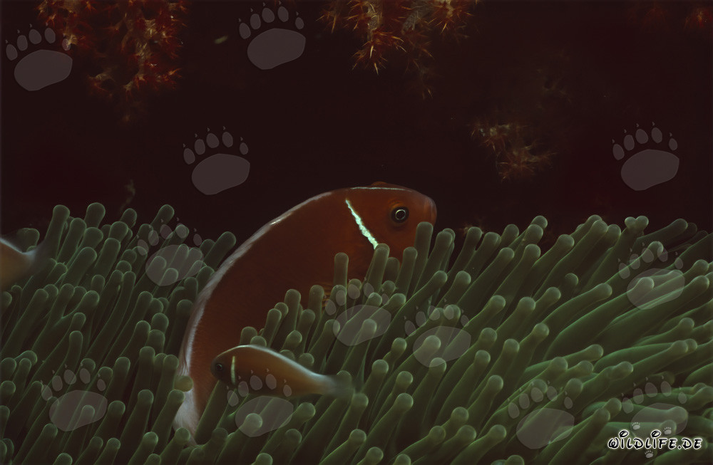 Pesce pagliaccio a collare (Amphiprion perideraion) nel lago Beqa, Figi