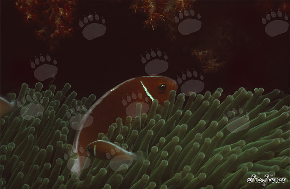Pez payaso de collar (Amphiprion perideraion) en el lago Beqa, Fiyi