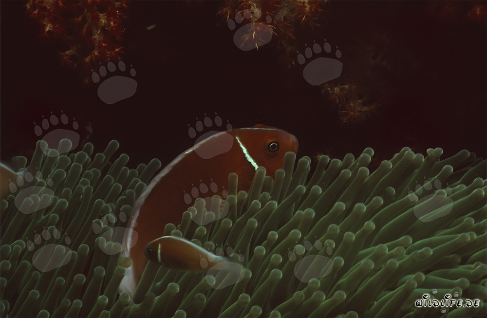 Pink Anemonefish (Amphiprion perideraion) in Beqa Lagoon, Fiji