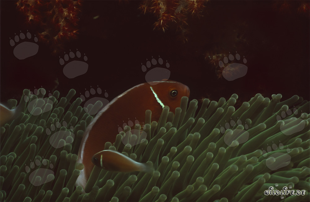 Poisson-clown à collier (Amphiprion perideraion) dans le lagon de Beqa, Fidji