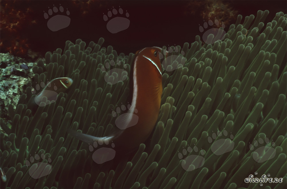 Faszinierender Halsband-Anemonenfisch im Beqa Lagoon, Fiji