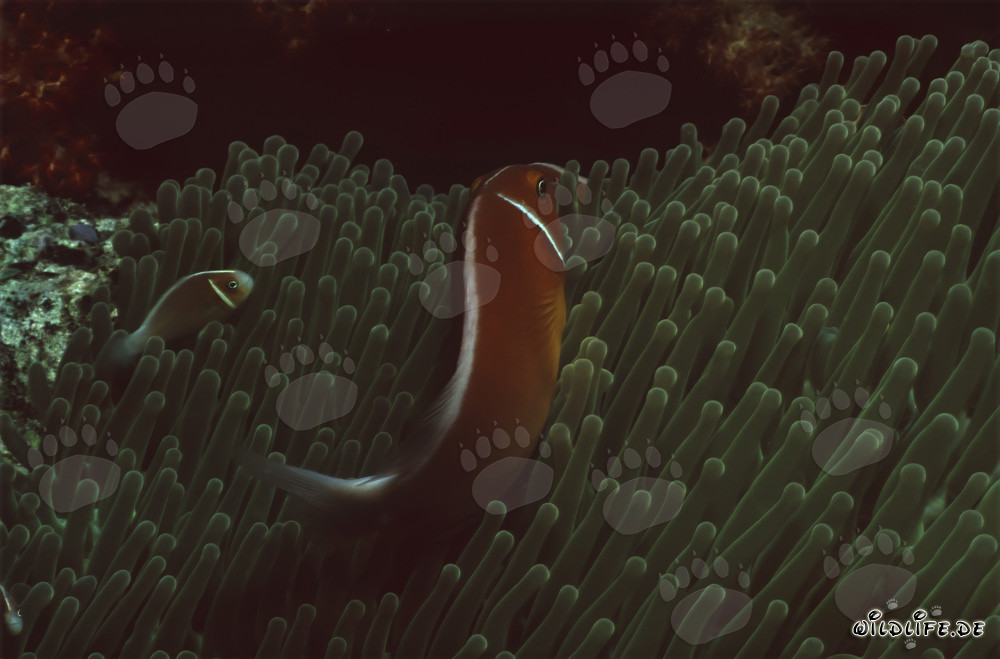 Affascinante pesce pagliaccio a collare nel Beqa Lagoon, Figi