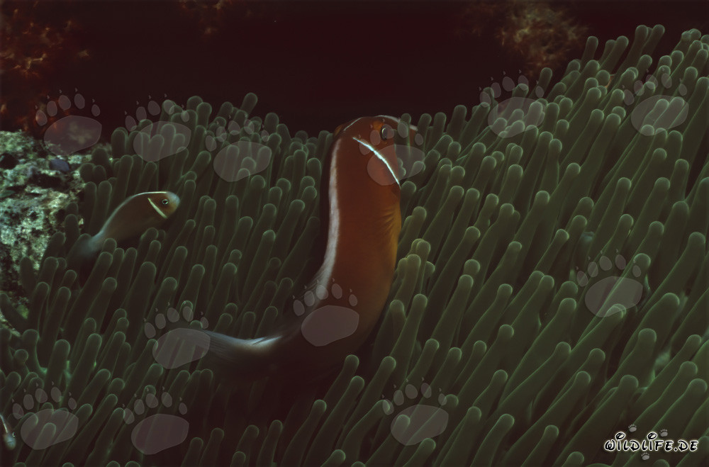 Fascinante pez payaso collar en el lago Beqa, Fiji