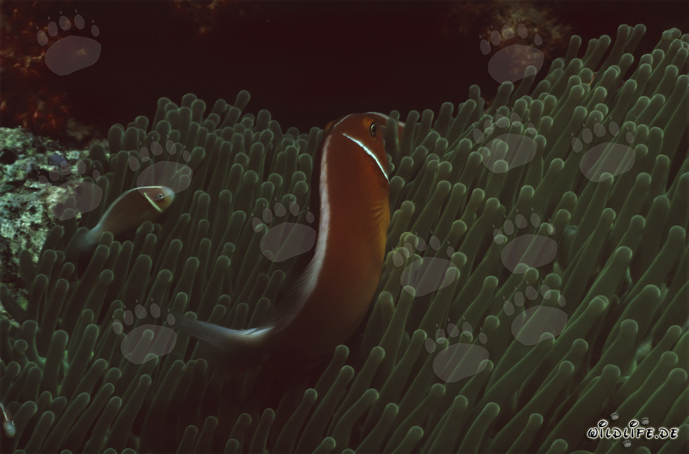 Fascinating Pink Anemonefish in Beqa Lagoon, Fiji