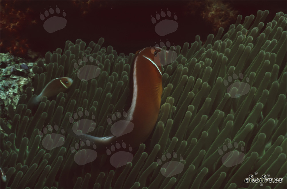 Poisson-clown collier fascinant dans le lagon de Beqa, Fidji