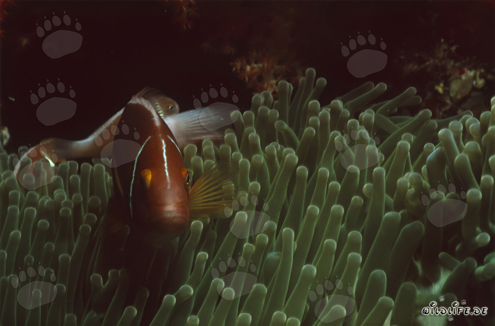 Fotografia di un pesce pagliaccio a collo nel laguna di Beqa, Fiji