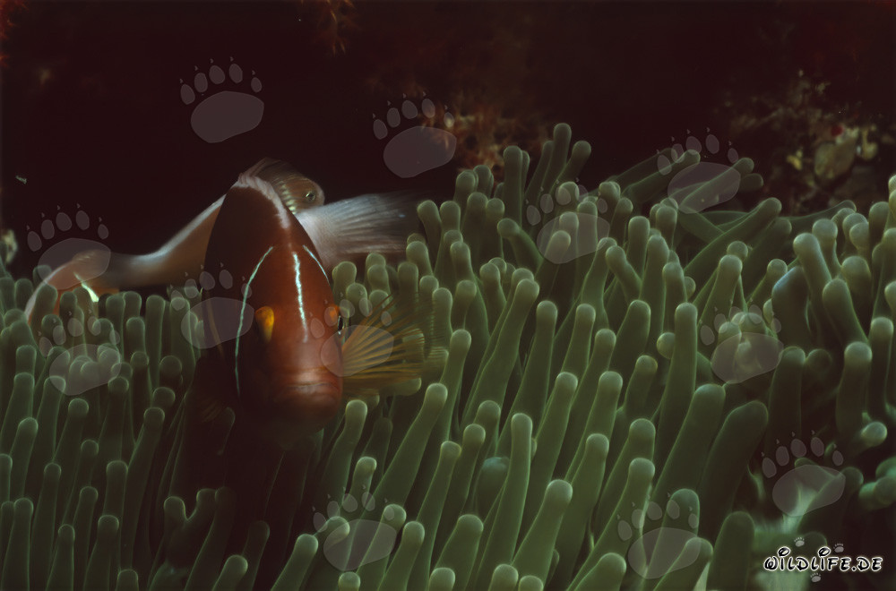 Fotografía de un pez payaso de collar en la laguna de Beqa, Fiji