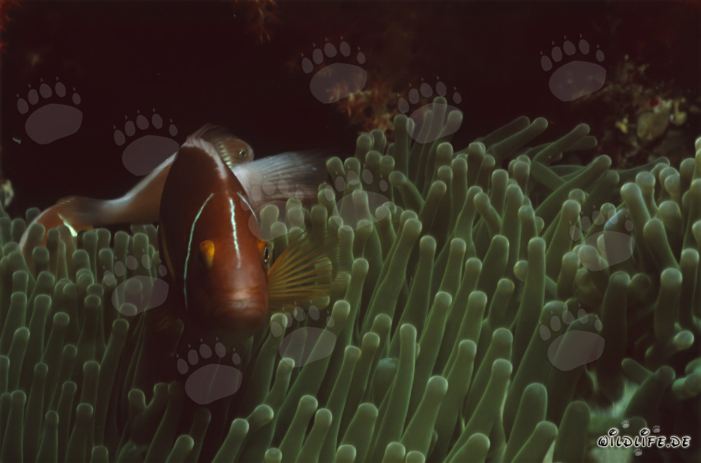 Photograph of a Pink Anemonefish in Beqa Lagoon, Fiji