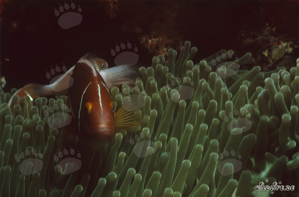 Photographie d'un poisson-clown à collier dans le lagon de Beqa, Fidji