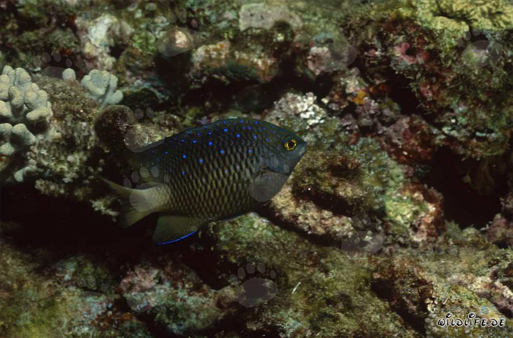 Demoiselle bijou (Plectroglyphidodon lacrymatus)
