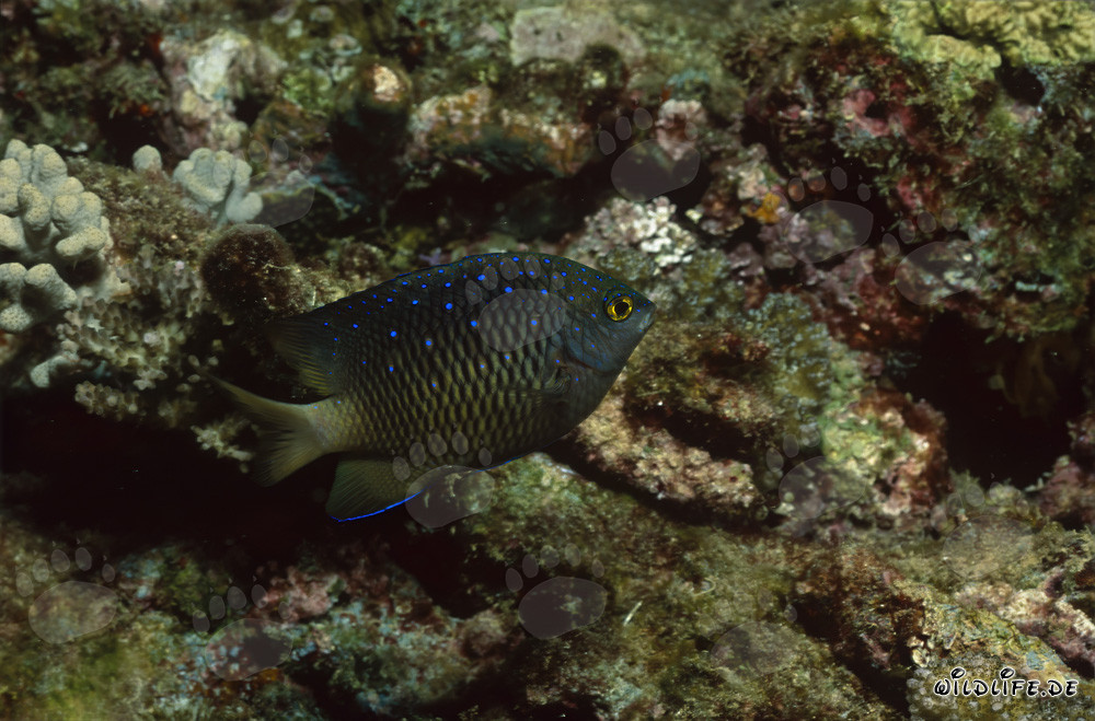 Jewel Damsel (Plectroglyphidodon lacrymatus)