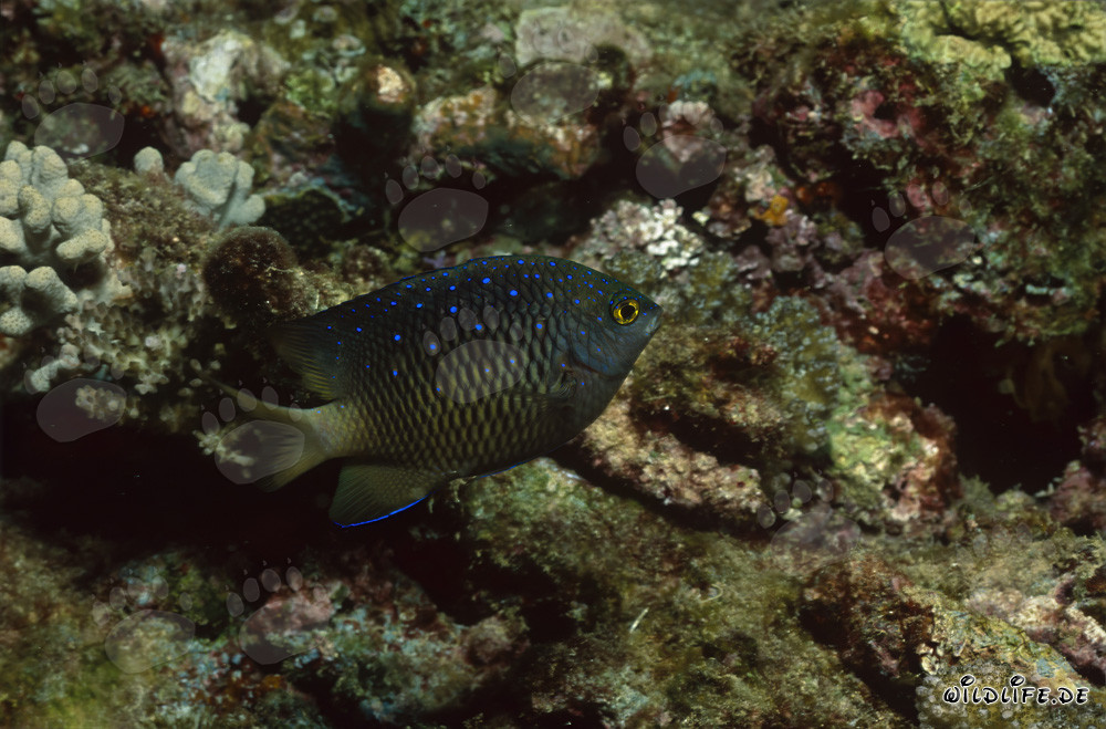 Pesce gioiello (Plectroglyphidodon lacrymatus)