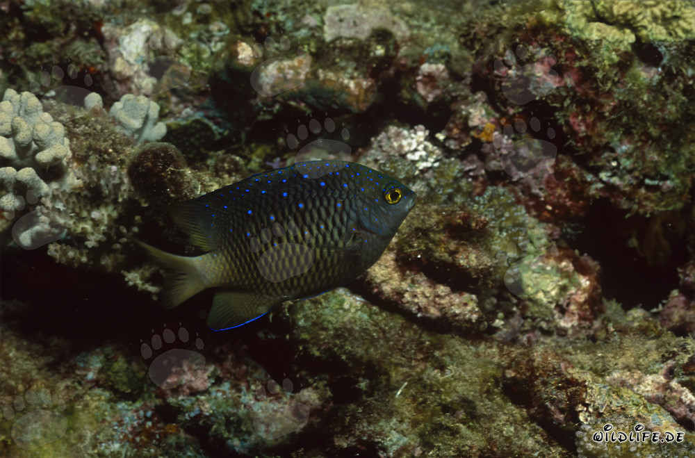 Pez joya (Plectroglyphidodon lacrymatus)