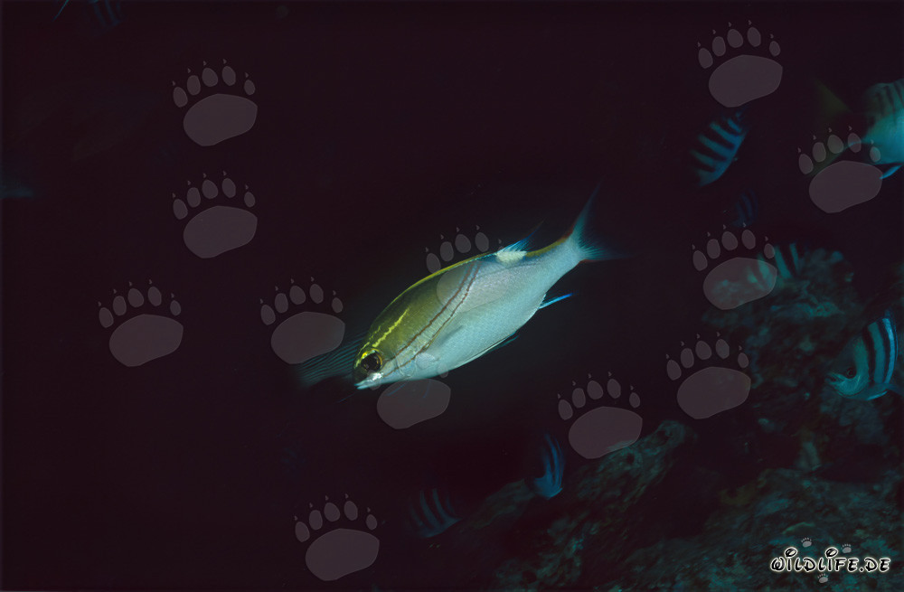 Pargo de dos espinas en la laguna de Beqa, Fiji
