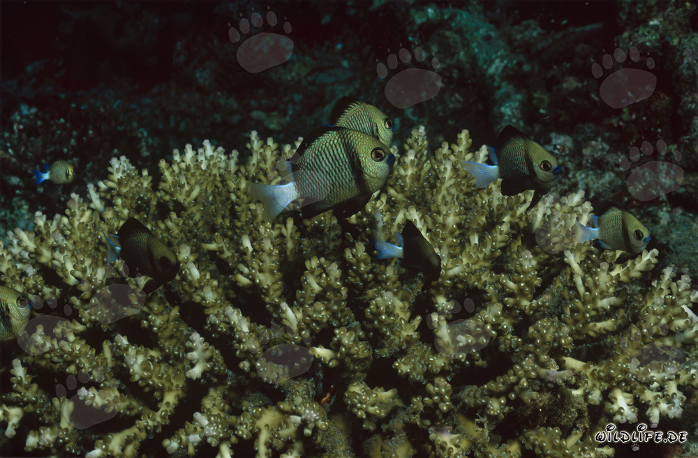 Reticulated dascyllus in the turquoise waters of Beqa Lagoon, Fiji