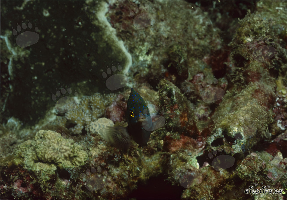 Pesce gioiello (Plectroglyphidodon lacrymatus) nel tropicale Indo-Pacifico