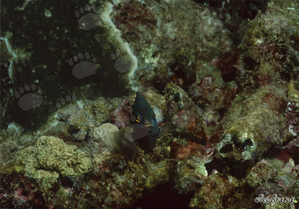 Pez joya (Plectroglyphidodon lacrymatus) en el Indo-Pacífico tropical