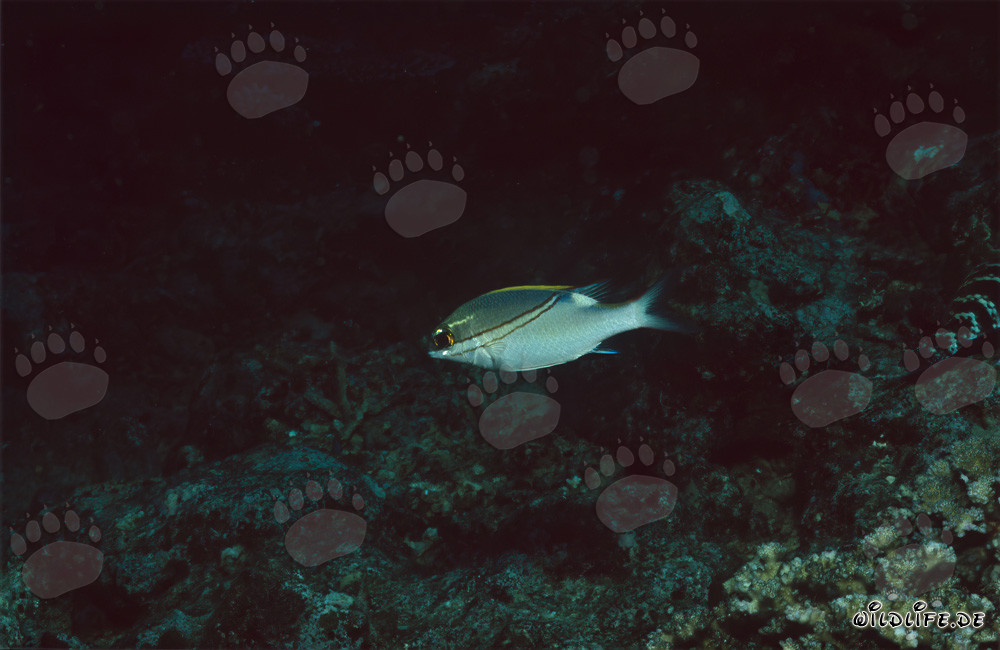 Graeme-Scheinschnapper (Scolopsis bilineata) dans le lagon de Beqa, Fidji