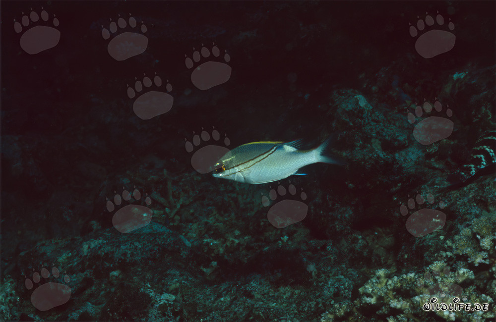 Pecesídico de cinturón (Scolopsis bilineata) en la laguna de Beqa, Fiji