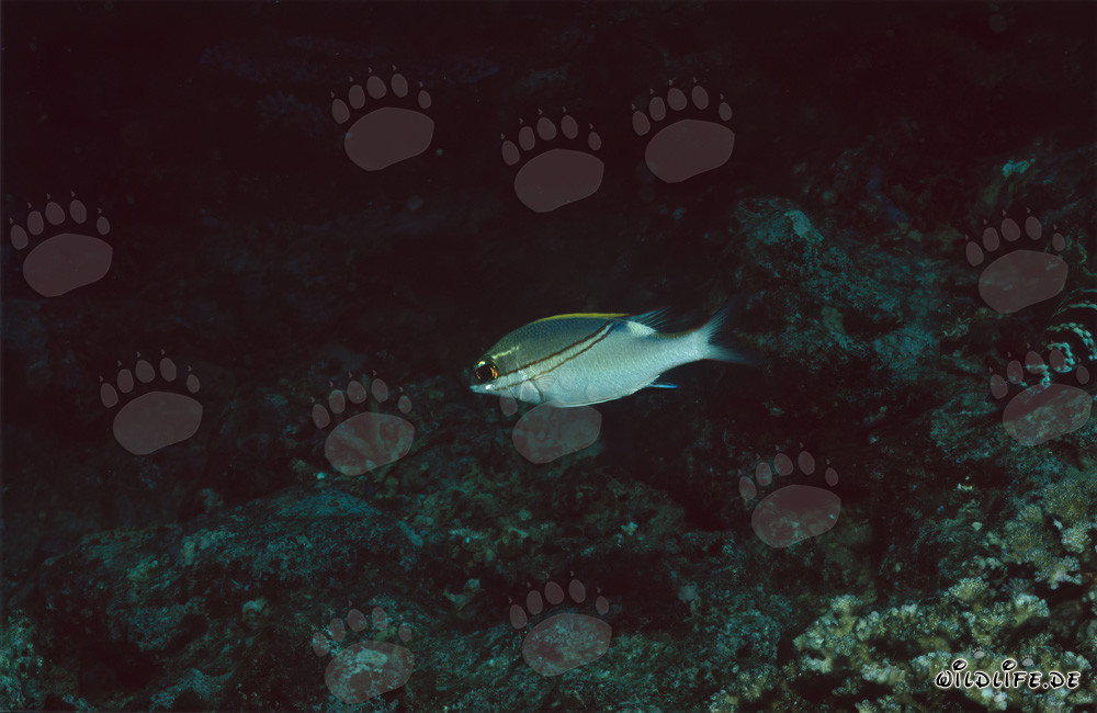 Twospine spinecheek (Scolopsis bilineata) in Beqa Lagoon, Fiji