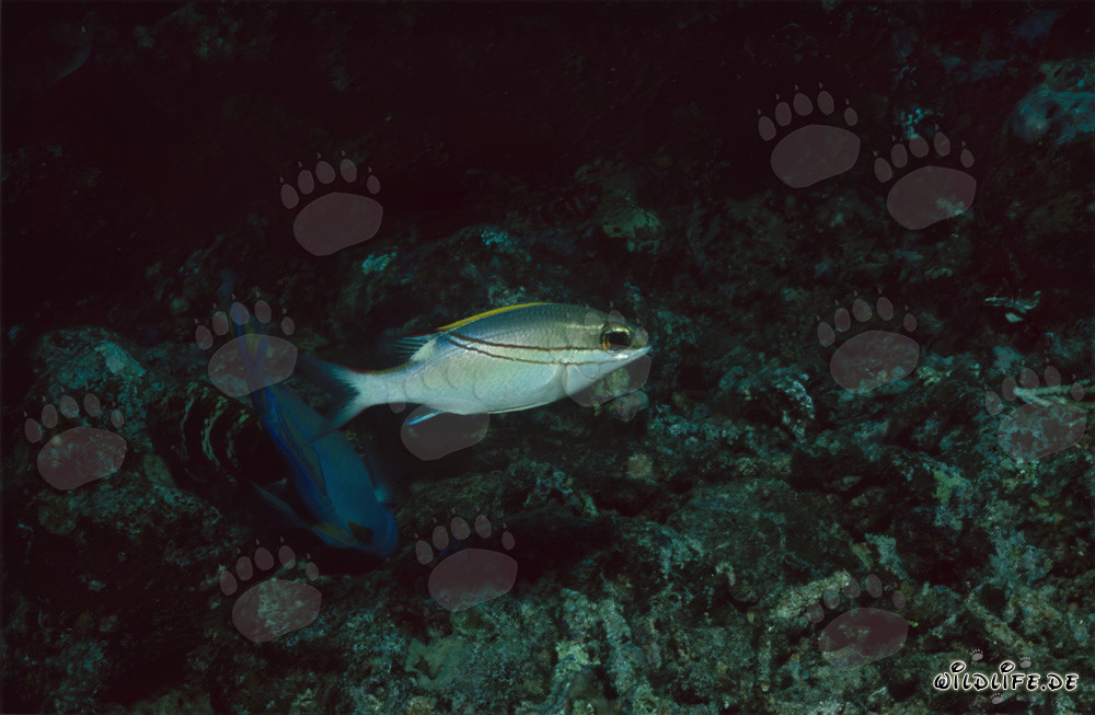 Sarpe-Scheinschnapper - Affascinante abitante della laguna di Beqa a Vitu Levu, Figi
