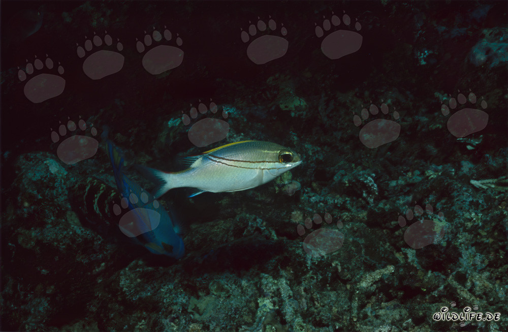 Sarpe-Scheinschnapper - Fascinante habitante de la laguna de Beqa en Vitu Levu, Fiyi
