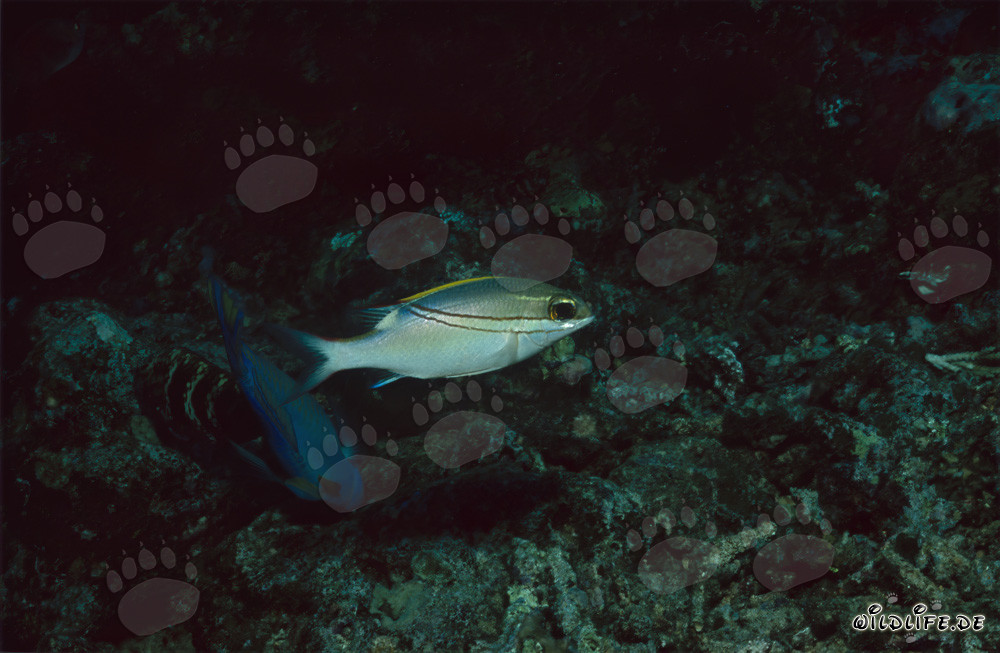 Sarpe-Scheinschnapper - Fascinant habitant de la lagune de Beqa à Vitu Levu, Fidji