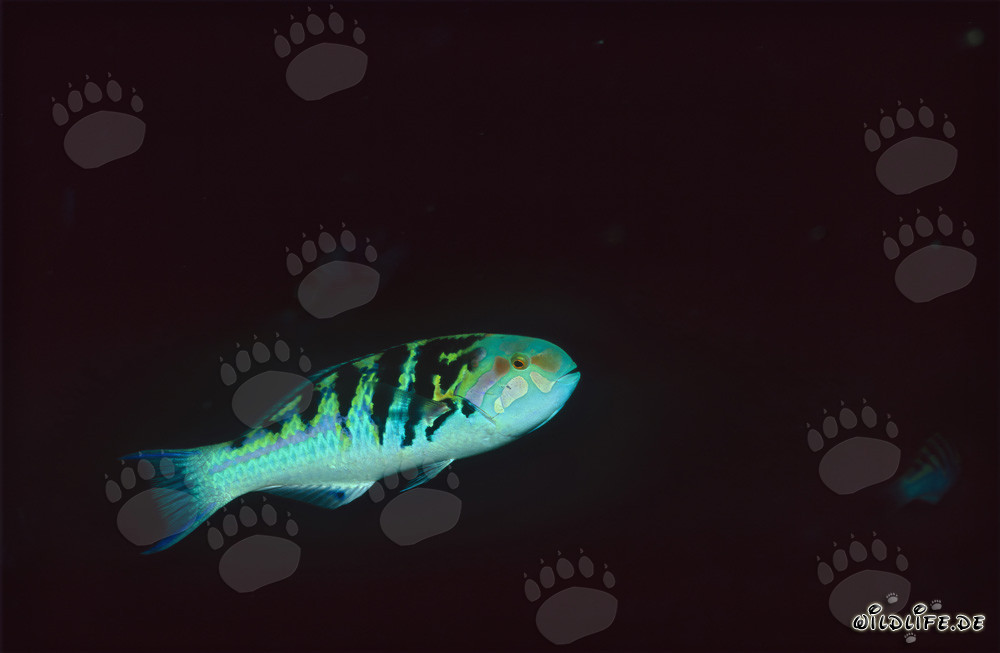 Cefalano a sei strisce (Thalassoma hardwicke) nel lagone di Beqa, Figi