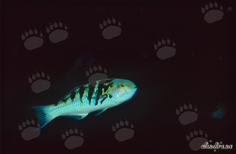 Sixbar wrasse (Thalassoma hardwicke) in Beqa Lagoon, Fiji