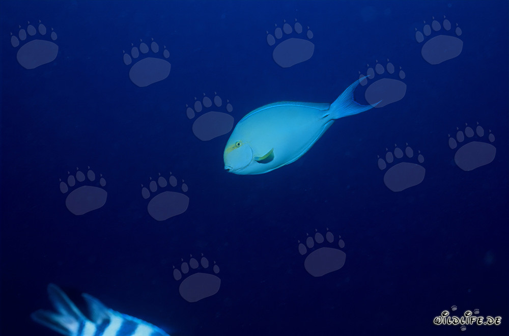 Chirurgien à épines noires (Acanthurus mata) dans le lagon de Beqa, Fidji