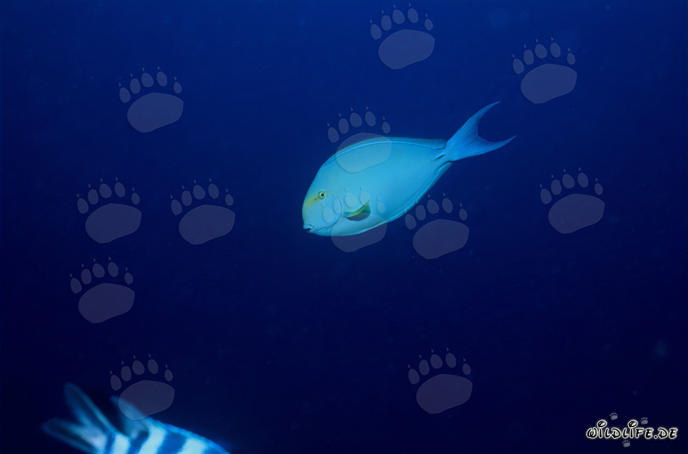 Chirurgo spinoso nero (Acanthurus mata) nella laguna di Beqa, Figi