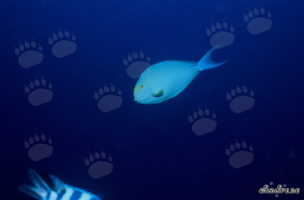 Elongate tang (Acanthurus mata) in Beqa Lagoon, Fiji
