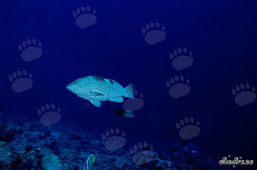 Fascinante cernia a nido d'ape (Epinephelus merra) nell'Indo-Pacifico