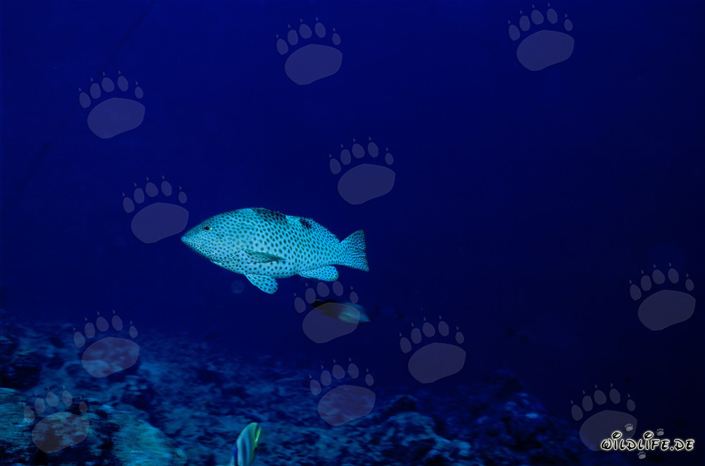 Fascinating Dwarf Spotted Grouper (Epinephelus merra) in the Indo-Pacific