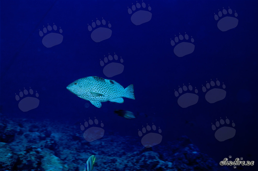 Faszinierender Honigwaben-Zackenbarsch (Epinephelus merra) im Indopazifik