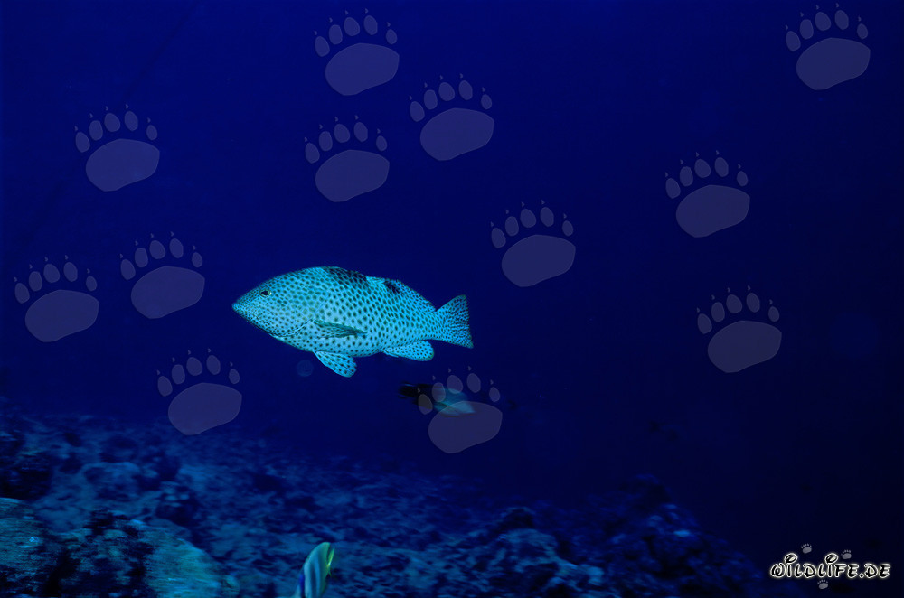 Zackenbarsch à rayures de miel fascinant (Epinephelus merra) dans l'océan Indien Pacifique