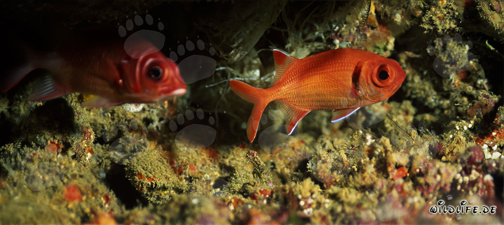 Blotcheye Soldierfish at Coral Reef in Beqa Lagoon, Fiji