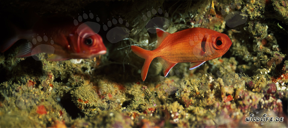 Pesce soldato a occhio macchiato bianco davanti a barriera corallina a Beqa Lagoon, Figi