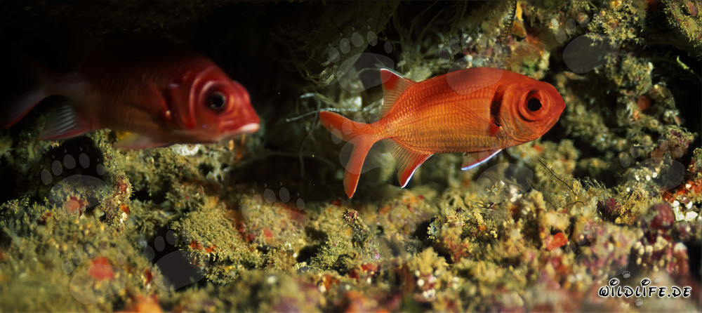 Weißsaum-Saldatenfisch