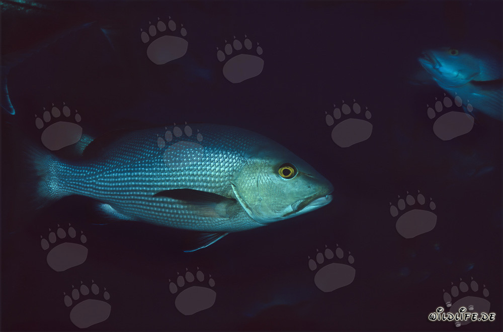 Lutiano a macchie gemelle (Lutjanus bohar) al Shark Reef nel lago Beqa