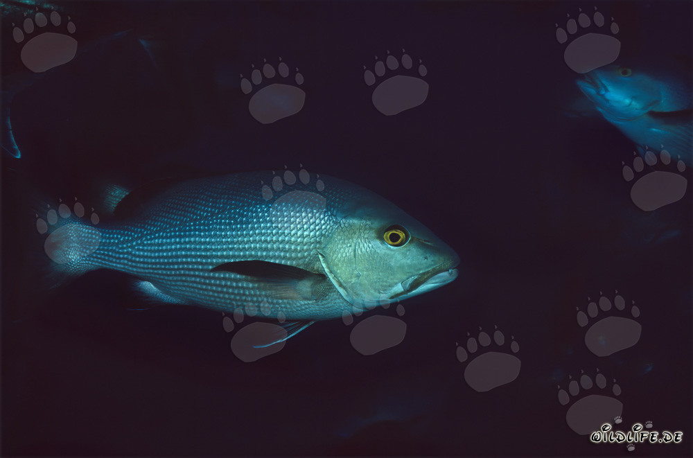 Pargo de manchas gemelas (Lutjanus bohar) en Shark Reef en el lago Beqa
