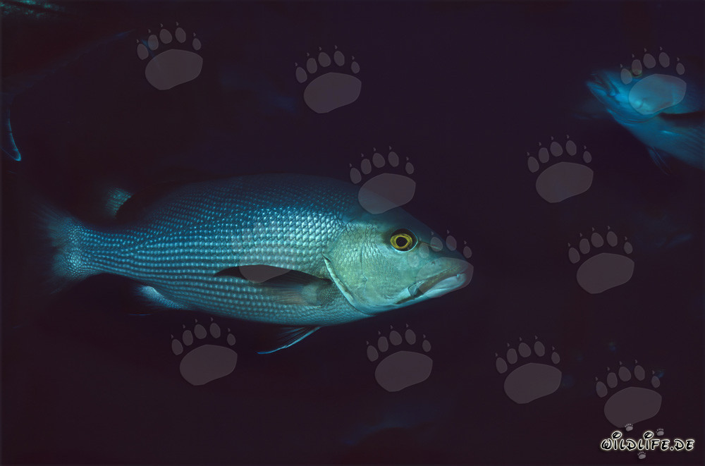Sériole à taches jumelles (Lutjanus bohar) au Shark Reef dans le lagon de Beqa