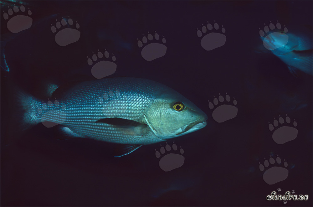 Twinspot Snapper (Lutjanus bohar) at Shark Reef in Beqa Lagoon